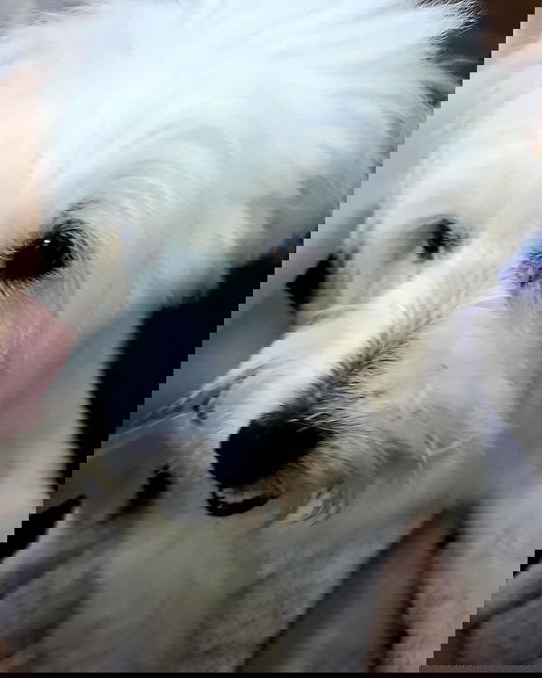 iamdorasnow iamdorasnow archive image