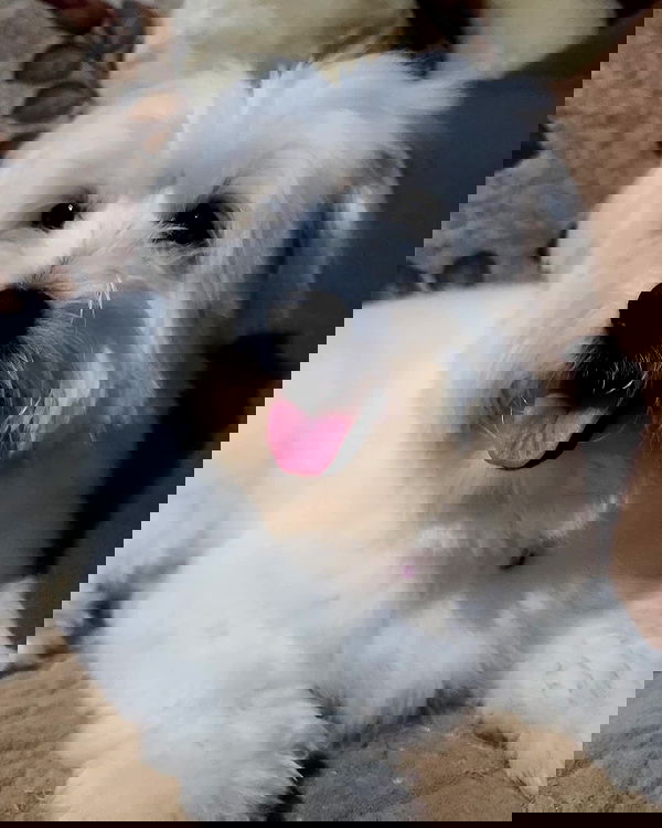 iamdorasnow iamdorasnow archive image