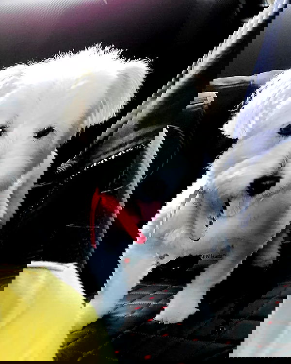 iamdorasnow iamdorasnow archive image