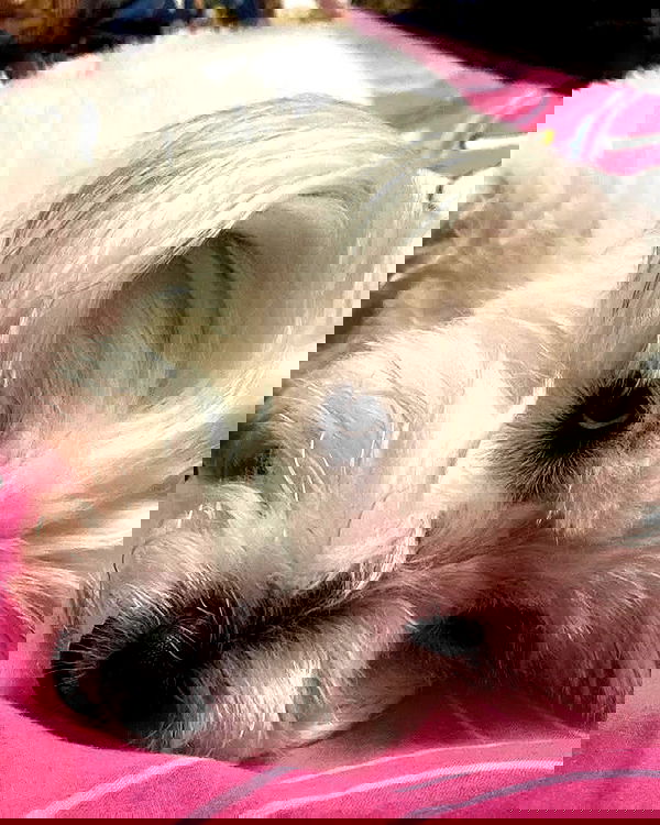 iamdorasnow iamdorasnow archive image