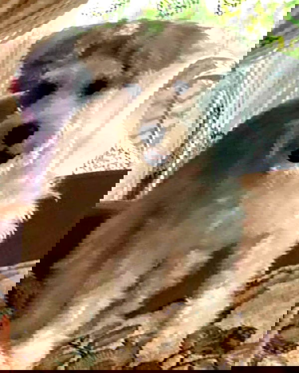 iamdorasnow iamdorasnow archive image