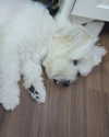 iamdorasnow Altpins Profile Picture