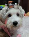 iamdorasnow Altpins Profile Picture