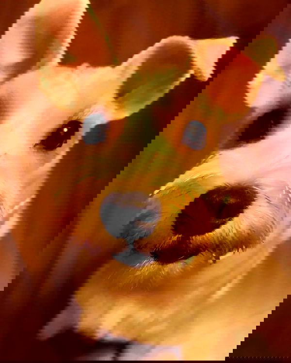 iamdorasnow iamdorasnow archive image