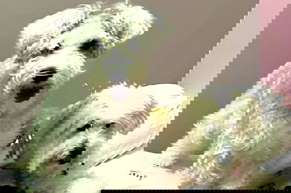 iamdorasnow iamdorasnow archive image