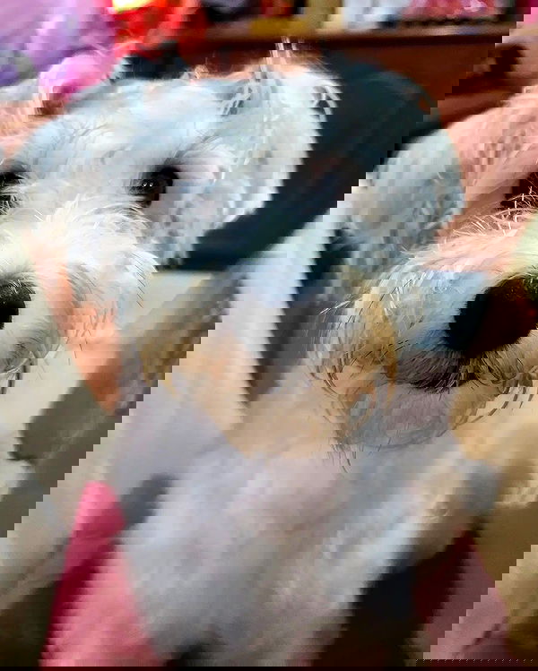 iamdorasnow iamdorasnow archive image