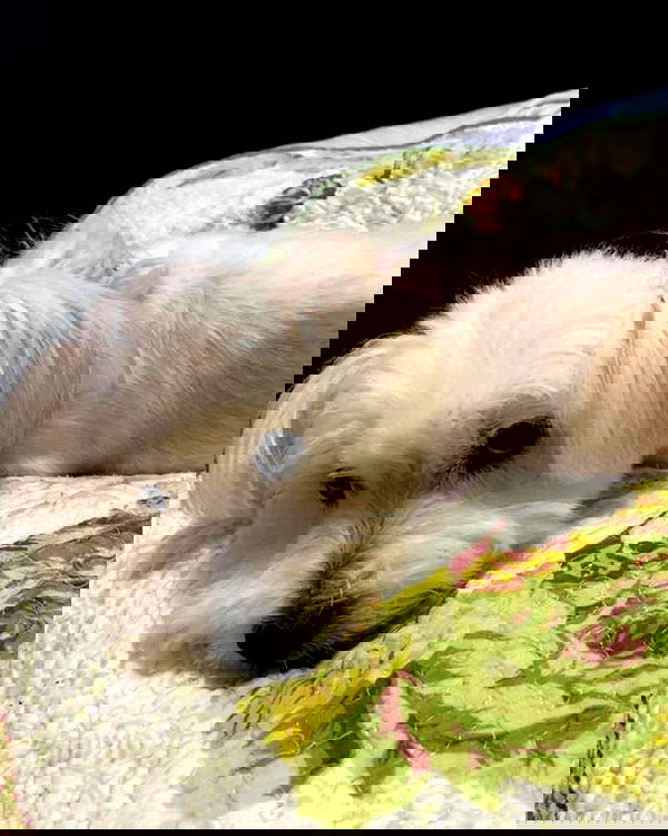 iamdorasnow iamdorasnow archive image