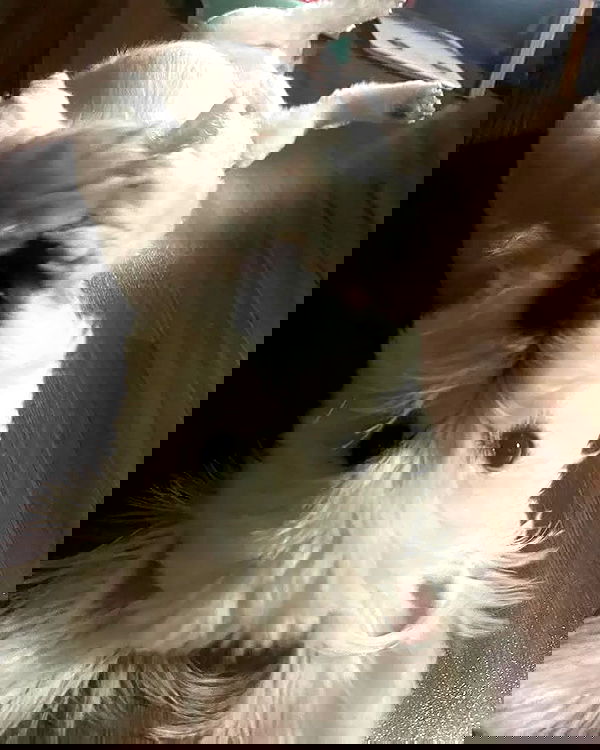 iamdorasnow iamdorasnow archive image