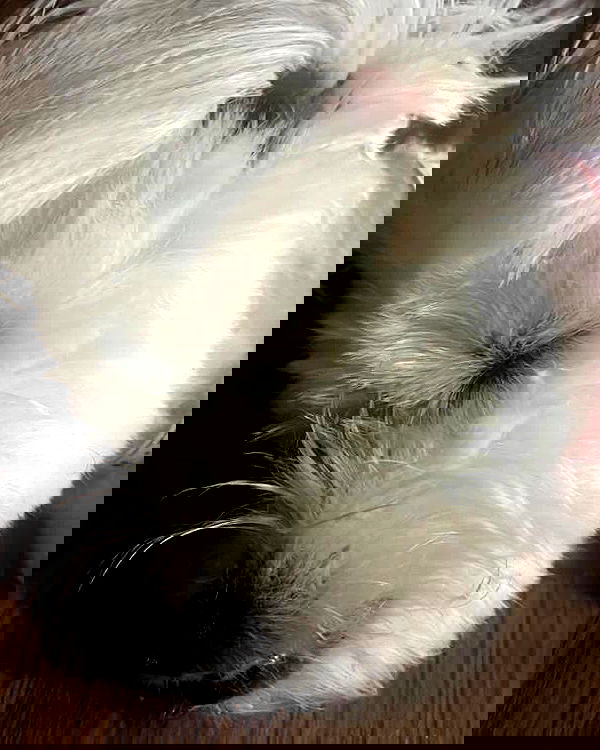 iamdorasnow iamdorasnow archive image