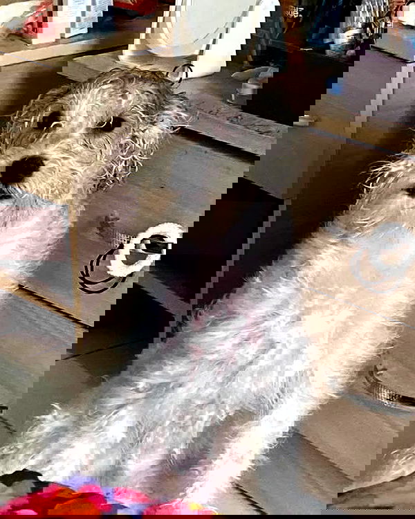 iamdorasnow iamdorasnow archive image