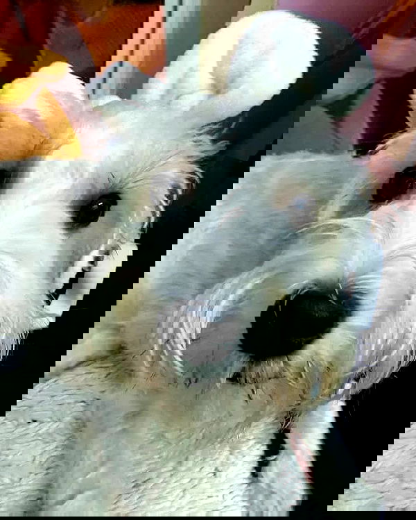 iamdorasnow iamdorasnow archive image