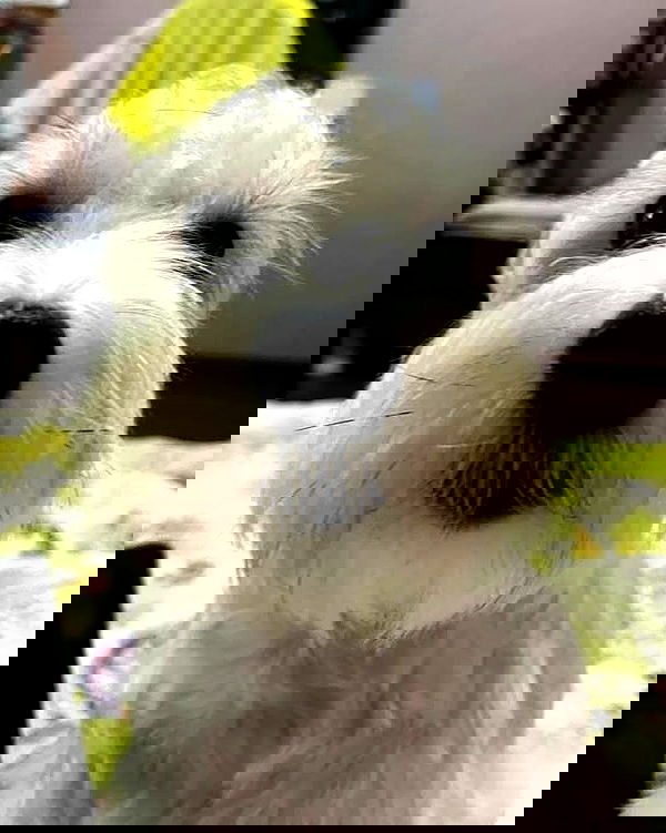 iamdorasnow iamdorasnow archive image