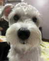 iamdorasnow Altpins Profile Picture