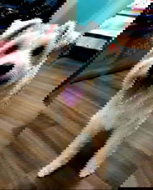 iamdorasnow iamdorasnow archive image