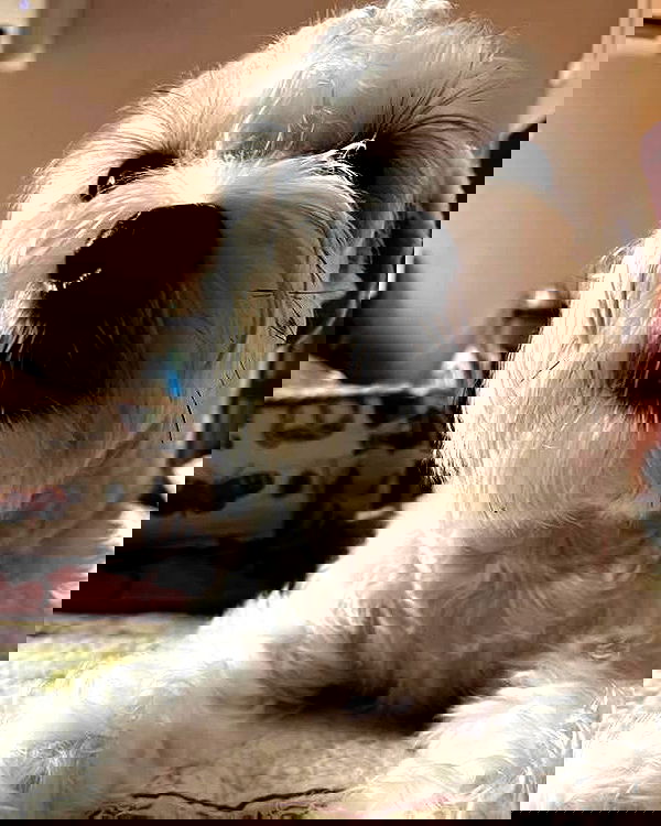 iamdorasnow iamdorasnow archive image