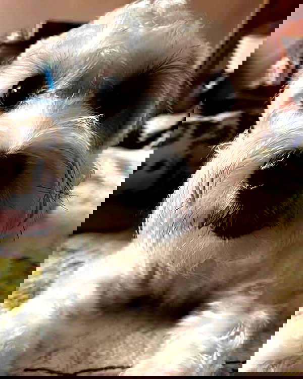 iamdorasnow iamdorasnow archive image