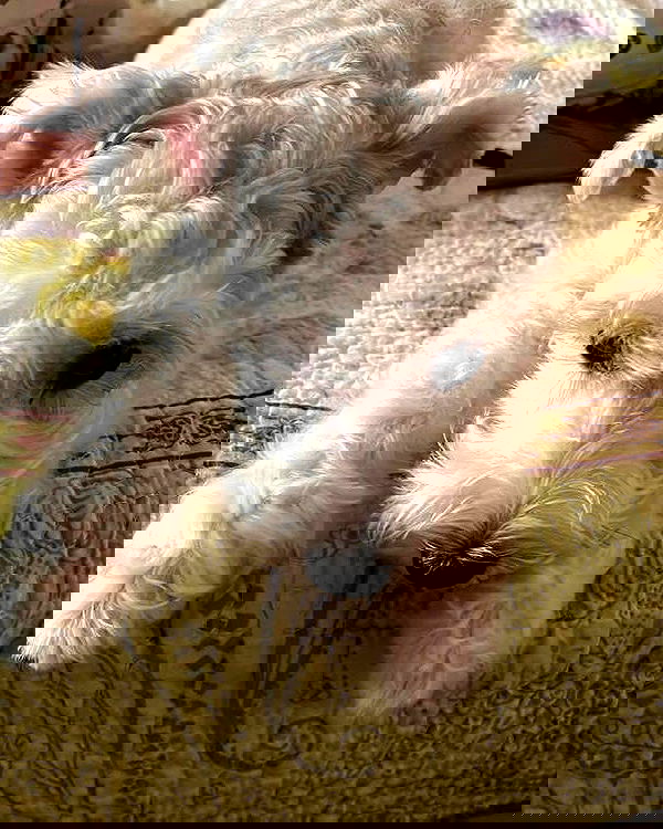 iamdorasnow iamdorasnow archive image