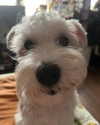 iamdorasnow Altpins Profile Picture