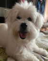 iamdorasnow Altpins Profile Picture