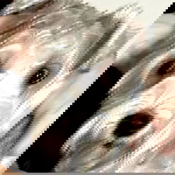 iamdorasnow iamdorasnow archive image