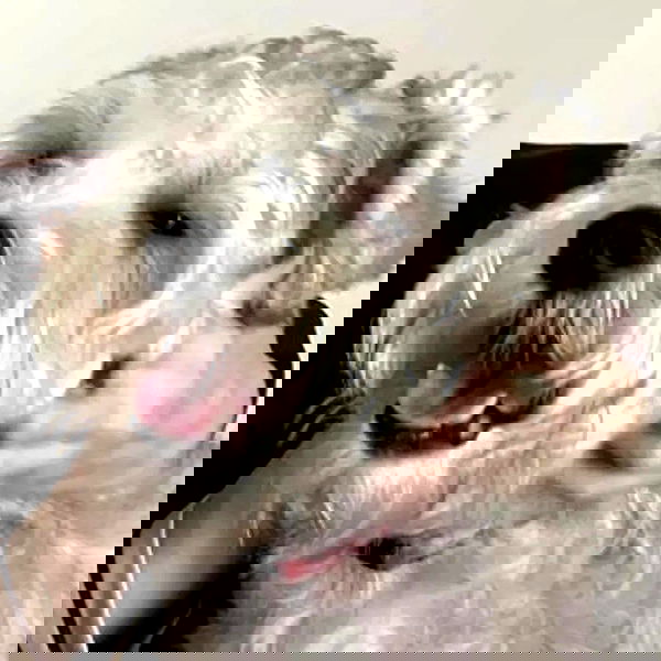 iamdorasnow iamdorasnow archive image