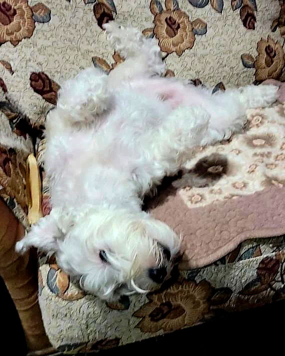 iamdorasnow iamdorasnow archive image