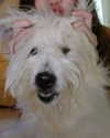iamdorasnow Altpins Profile Picture