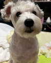 iamdorasnow Altpins Profile Picture