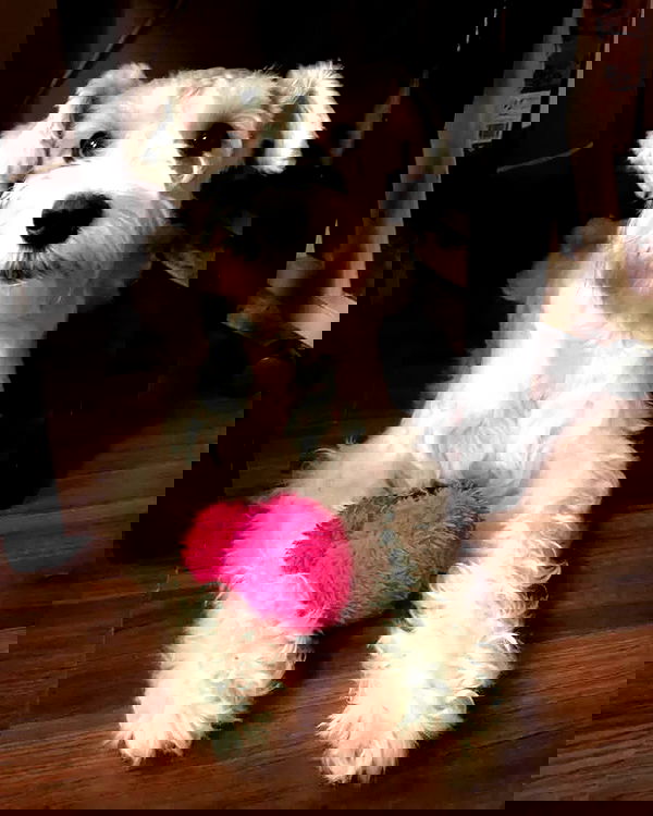 iamdorasnow iamdorasnow archive image