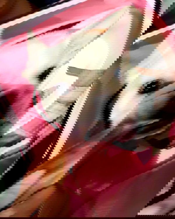 iamdorasnow iamdorasnow archive image