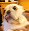 iamdorasnow Altpins Profile Picture