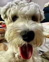 iamdorasnow Altpins Profile Picture