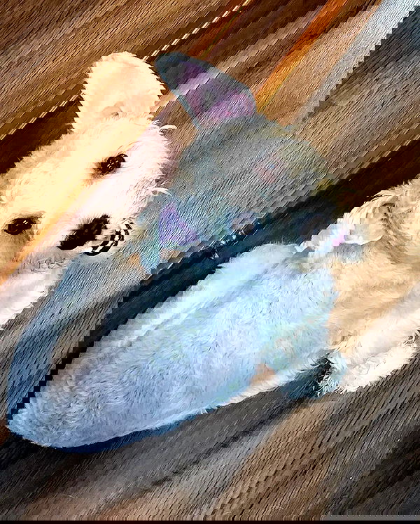 iamdorasnow iamdorasnow archive image