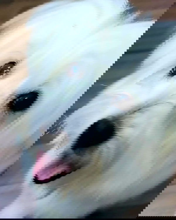 iamdorasnow iamdorasnow archive image