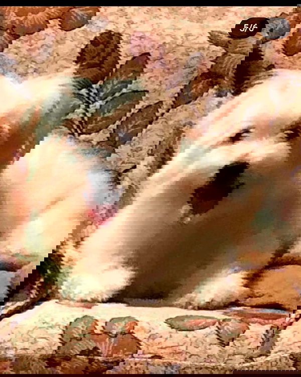 iamdorasnow iamdorasnow archive image