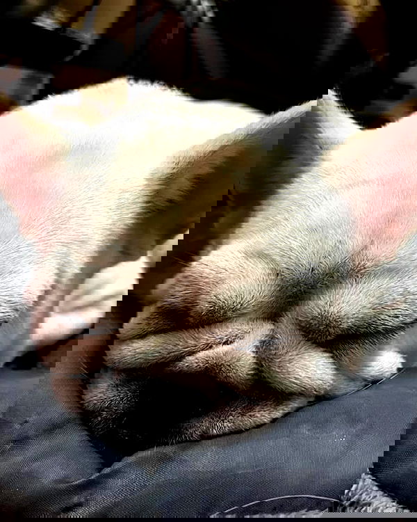 iamdorasnow iamdorasnow archive image