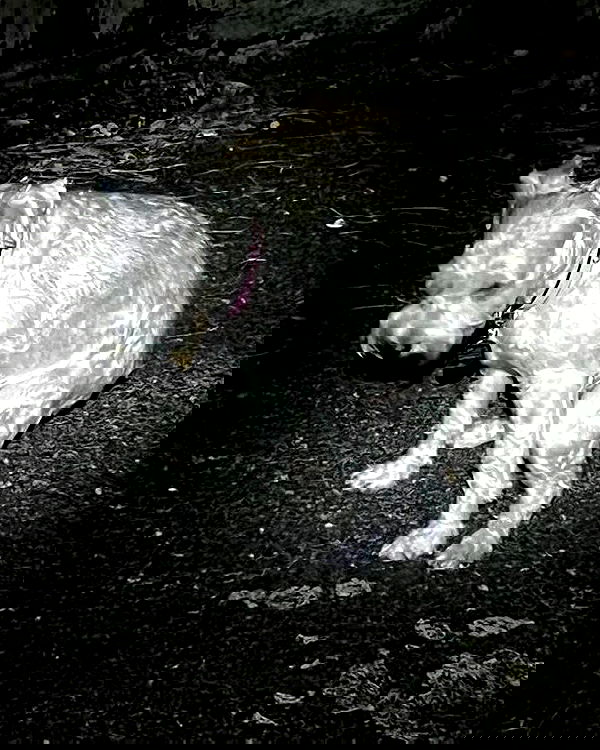 iamdorasnow iamdorasnow archive image