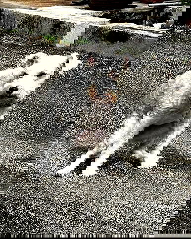 iamdorasnow iamdorasnow archive image