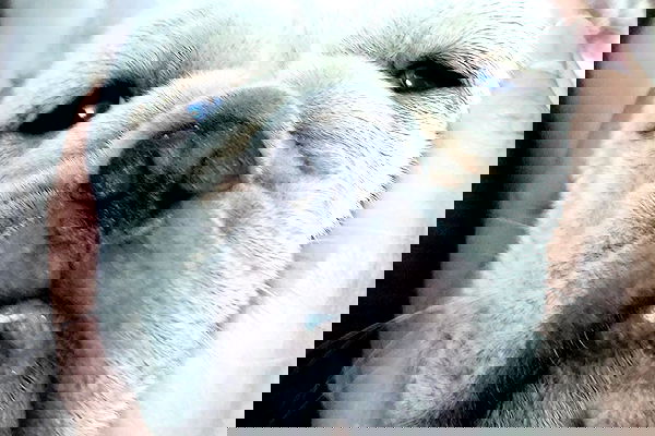 iamdorasnow iamdorasnow archive image