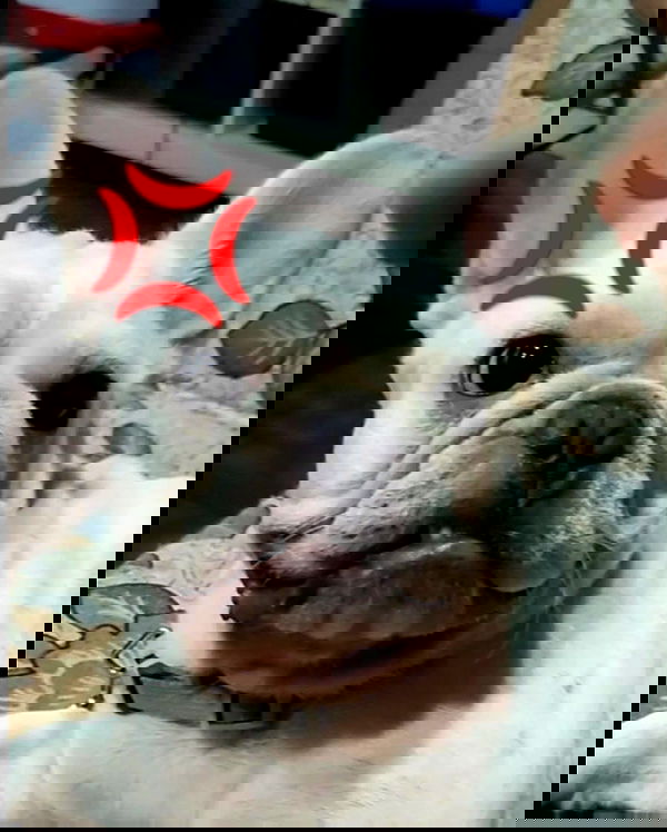 iamdorasnow iamdorasnow archive image