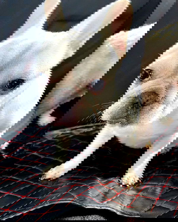 iamdorasnow iamdorasnow archive image