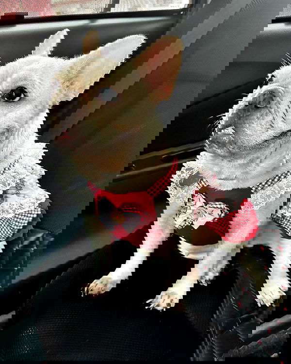 iamdorasnow iamdorasnow archive image