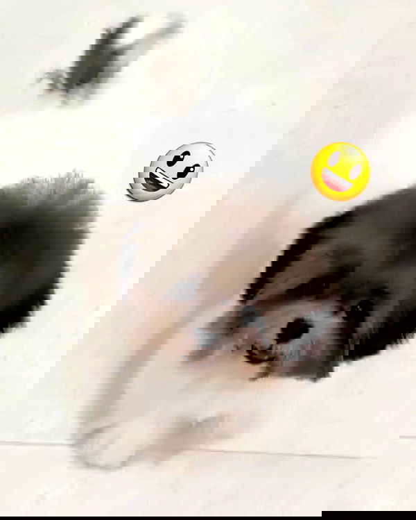 iamdorasnow iamdorasnow archive image