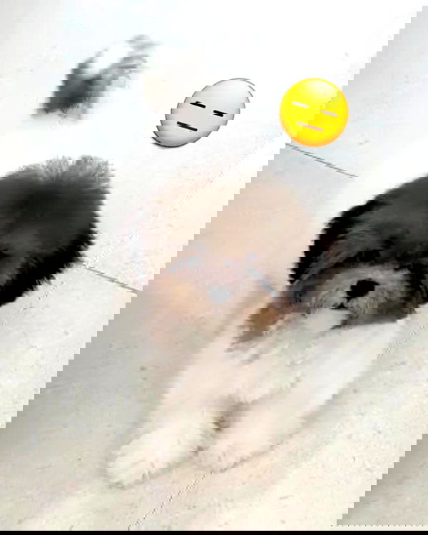 iamdorasnow iamdorasnow archive image