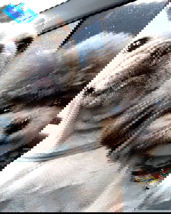 iamdorasnow iamdorasnow archive image