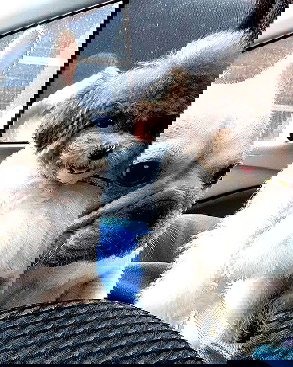 iamdorasnow iamdorasnow archive image