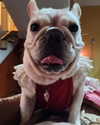 iamdorasnow Altpins Profile Picture