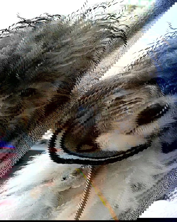 iamdorasnow iamdorasnow archive image