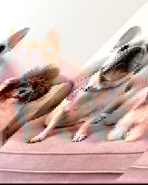 iamdorasnow iamdorasnow archive image