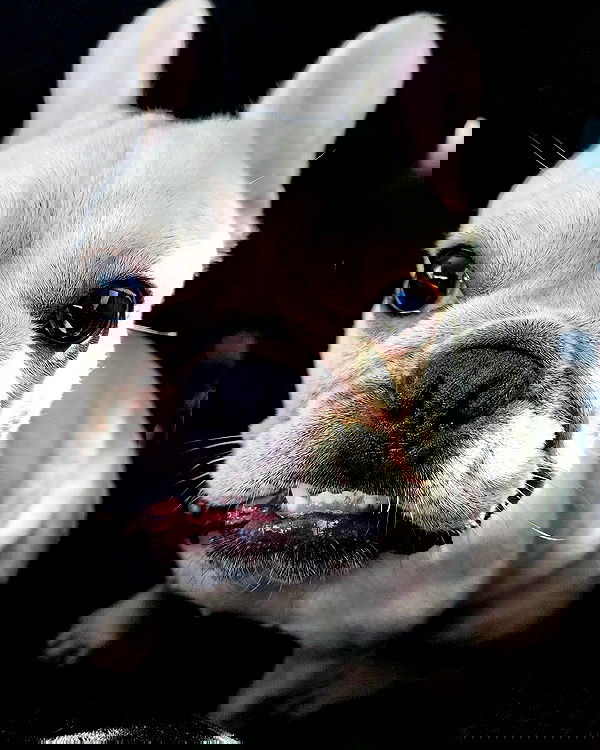 iamdorasnow iamdorasnow archive image